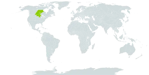 Oxytropis campestris var. dispar world distribution map, present in Canada and United States of America