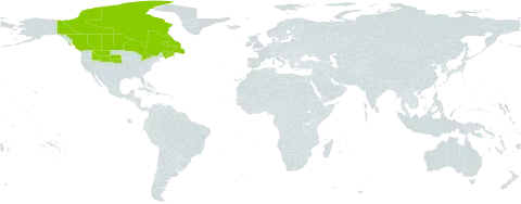 Oxytropis lagopus world distribution map, present in Canada and United States of America