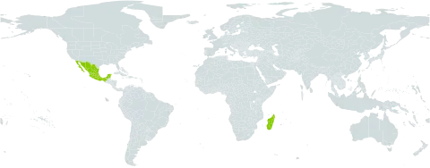 Pachypodium lamerei world distribution map, present in Madagascar and Mexico