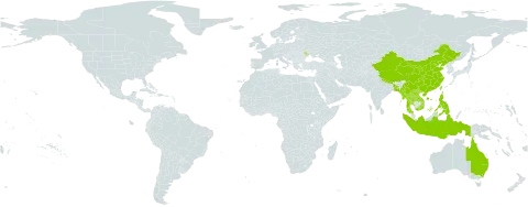 Pachystoma pubescens world distribution map, present in Andorra, Australia, Bangladesh, China, Indonesia, Lao People's Democratic Republic, Moldova (Republic of), Myanmar, Nepal, Philippines, Thailand, Taiwan, Province of China, and Viet Nam