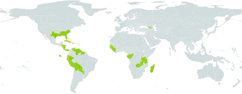 Paepalanthus world distribution map, present in Åland Islands, Belize, Bolivia (Plurinational State of), Congo, Costa Rica, Cuba, Dominica, Ecuador, Gabon, Georgia, Guinea, Guinea-Bissau, Guyana, Honduras, Haiti, Liberia, Madagascar, Nicaragua, Panama, Peru, Paraguay, Senegal, Sierra Leone, Suriname, Tanzania, United Republic of, United States of America, Venezuela (Bolivarian Republic of), and Zambia