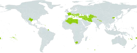 Paliurus spina-christi world distribution map, present in Afghanistan, Albania, Armenia, Azerbaijan, Bulgaria, Bosnia and Herzegovina, China, Cyprus, Algeria, Spain, Fiji, France, Georgia, Croatia, India, Iran (Islamic Republic of), Iraq, Israel, Italy, Lebanon, Libya, North Macedonia, Malta, Montenegro, Nepal, Romania, Serbia, Slovenia, Syrian Arab Republic, Tajikistan, Turkmenistan, Tunisia, Turkey, Ukraine, United States of America, Uzbekistan, and South Africa