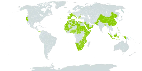 Pancratium world distribution map, present in Albania, Benin, Bangladesh, Bulgaria, Bermuda, Botswana, Central African Republic, China, Cyprus, Djibouti, Algeria, Egypt, Eritrea, Spain, Ethiopia, France, Ghana, Guinea, Gambia, Guinea-Bissau, Greece, Indonesia, Italy, Kenya, Libya, Morocco, Moldova (Republic of), Maldives, Mali, Mozambique, Mauritania, Namibia, Nigeria, Nepal, Oman, Pakistan, Panama, Philippines, Palau, Portugal, Saudi Arabia, Sudan, Senegal, Singapore, Sierra Leone, Somalia, Turks and Caicos Islands, Chad, Togo, Tunisia, Tanzania, United Republic of, Uganda, United States of America, Yemen, South Africa, Zambia, and Zimbabwe