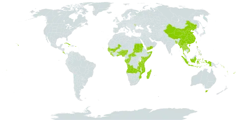 Pandanus world distribution map, present in Angola, Andorra, Australia, Benin, Bangladesh, Bermuda, Central African Republic, China, Congo, Cook Islands, Comoros, Cabo Verde, Costa Rica, Cuba, Fiji, Gabon, Ghana, Guinea, Gambia, Guinea-Bissau, Indonesia, Jamaica, Kenya, Lao People's Democratic Republic, Liberia, Moldova (Republic of), Madagascar, Maldives, Mali, Myanmar, Mozambique, Mauritius, Norfolk Island, Nigeria, Nepal, Nauru, Pitcairn, Philippines, Puerto Rico, Réunion, Sudan, Senegal, Solomon Islands, Sierra Leone, Somalia, Seychelles, Togo, Thailand, Tokelau, Tonga, Tuvalu, Taiwan, Province of China, Tanzania, United Republic of, Uganda, United States of America, Viet Nam, Vanuatu, Wallis and Futuna, Samoa, Yemen, and Zambia