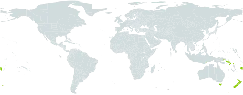 Pandorea pandorana world distribution map, present in Australia, Fiji, New Zealand, Papua New Guinea, Solomon Islands, Timor-Leste, and Uruguay