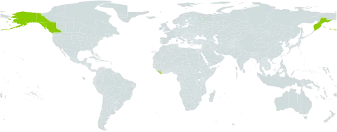 Papaver alboroseum world distribution map, present in Canada, Liberia, Russian Federation, and United States of America