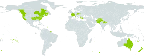 Papaver dubium world distribution map, present in Afghanistan, Australia, Austria, Canada, Czech Republic, France, Greece, India, North Macedonia, Nepal, New Zealand, Pakistan, Slovakia, and United States of America