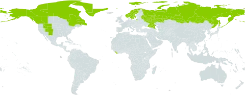 Papaver radicatum world distribution map, present in Canada, Greenland, Iceland, Liberia, Norway, Russian Federation, Sweden, and United States of America