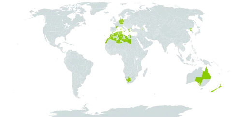 Papaver somniferum subsp. setigerum world distribution map, present in Armenia, Australia, Cyprus, Germany, Algeria, Spain, France, Greece, Italy, Libya, Morocco, Malta, New Zealand, Korea (Democratic People's Republic of), Portugal, Tunisia, and South Africa