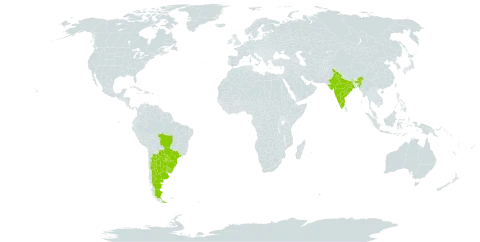Parapiptadenia rigida world distribution map, present in Argentina, Brazil, India, Paraguay, and Uruguay