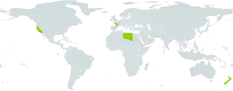Parentucellia latifolia world distribution map, present in France, Libya, New Zealand, and United States of America