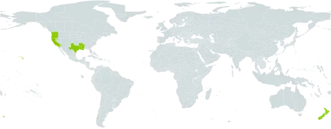 Parentucellia world distribution map, present in New Zealand and United States of America