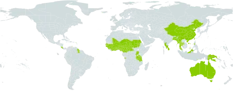 Parkia timoriana world distribution map, present in Angola, Australia, Benin, Bonaire, Sint Eustatius and Saba, Burkina Faso, Bangladesh, Brunei Darussalam, Central African Republic, China, Côte d'Ivoire, Cameroon, Costa Rica, Ghana, Guinea, Guinea-Bissau, Guyana, Indonesia, India, Iceland, Sri Lanka, Mali, Myanmar, Malaysia, Niger, Nigeria, Philippines, Papua New Guinea, Sudan, Senegal, Singapore, Sierra Leone, Chad, Togo, Thailand, Timor-Leste, Taiwan, Province of China, Tanzania, United Republic of, and Uganda