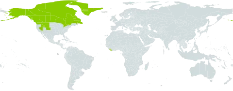 Parnassia kotzebuei world distribution map, present in Canada, Greenland, Liberia, and United States of America