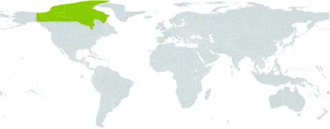 Parrya arctica world distribution map, present in Canada