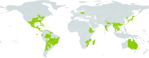 Parthenium hysterophorus world distribution map, present in Anguilla, Argentina, Antigua and Barbuda, Australia, Bonaire, Sint Eustatius and Saba, Bahamas, Belize, Bolivia (Plurinational State of), Brazil, Barbados, Bhutan, China, Colombia, Cabo Verde, Costa Rica, Cuba, Cayman Islands, Dominica, Ecuador, Eritrea, Ethiopia, Guadeloupe, Grenada, Guatemala, French Guiana, Guyana, Honduras, India, Israel, Jamaica, Japan, Cambodia, Lao People's Democratic Republic, Saint Lucia, Madagascar, Mexico, Myanmar, Mozambique, Montserrat, Martinique, Mauritius, Nicaragua, Nepal, Panama, Poland, Puerto Rico, Korea (Democratic People's Republic of), Paraguay, Réunion, Suriname, eSwatini, Seychelles, Turks and Caicos Islands, Thailand, Trinidad and Tobago, Taiwan, Province of China, Uruguay, United States of America, Saint Vincent and the Grenadines, Venezuela (Bolivarian Republic of), Viet Nam, South Africa, and Zimbabwe