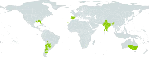 Pascalia glauca world distribution map, present in Argentina, Australia, Bolivia (Plurinational State of), Chile, Spain, India, Israel, Portugal, Paraguay, Uruguay, United States of America, and South Africa