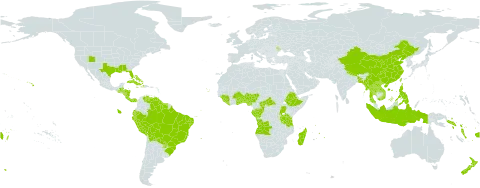 Paspalum conjugatum world distribution map, present in Angola, Åland Islands, Andorra, Benin, Burkina Faso, Bangladesh, Bahamas, Belize, Bermuda, Bolivia (Plurinational State of), Brazil, Central African Republic, China, Congo, Cook Islands, Cabo Verde, Costa Rica, Cuba, Dominica, Ecuador, Ethiopia, Fiji, Gabon, Ghana, Guinea, Guatemala, Guyana, Honduras, Haiti, Indonesia, Jamaica, Lao People's Democratic Republic, Liberia, Moldova (Republic of), Madagascar, Myanmar, Mauritius, Nigeria, Nicaragua, Nepal, New Zealand, Panama, Pitcairn, Peru, Philippines, Puerto Rico, Paraguay, Réunion, Rwanda, Solomon Islands, Sierra Leone, Suriname, Seychelles, Togo, Thailand, Tokelau, Tonga, Taiwan, Province of China, Tanzania, United Republic of, Uganda, United States of America, Venezuela (Bolivarian Republic of), Viet Nam, Vanuatu, Wallis and Futuna, and Samoa