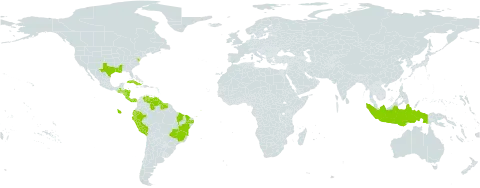 Paspalum convexum world distribution map, present in Brazil, Costa Rica, Cuba, Ecuador, Guatemala, Guyana, Honduras, Indonesia, Nicaragua, Panama, Peru, Puerto Rico, Suriname, United States of America, and Venezuela (Bolivarian Republic of)