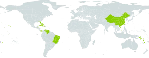 Paspalum fimbriatum world distribution map, present in Bahamas, Belize, Bermuda, Brazil, China, Cuba, Cayman Islands, Dominica, Haiti, Jamaica, Panama, Puerto Rico, Solomon Islands, Tonga, Taiwan, Province of China, United States of America, Venezuela (Bolivarian Republic of), and Vanuatu