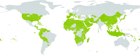 Paspalum world distribution map, present in Aruba, Angola, Åland Islands, Albania, Andorra, Austria, Benin, Burkina Faso, Bangladesh, Bulgaria, Bahamas, Belize, Bermuda, Bolivia (Plurinational State of), Botswana, Central African Republic, China, Congo, Cook Islands, Colombia, Comoros, Cabo Verde, Costa Rica, Cuba, Cayman Islands, Cyprus, Djibouti, Dominica, Algeria, Ecuador, Egypt, Eritrea, Spain, Ethiopia, Fiji, France, Micronesia (Federated States of), Gabon, Georgia, Ghana, Guinea, Gambia, Guinea-Bissau, Greece, Guatemala, Guyana, Honduras, Haiti, Indonesia, Iran (Islamic Republic of), Iraq, Italy, Jamaica, Japan, Kenya, Lao People's Democratic Republic, Liberia, Libya, Lesotho, Morocco, Moldova (Republic of), Madagascar, Maldives, Mali, Myanmar, Mozambique, Mauritania, Mauritius, Malaysia, Namibia, Norfolk Island, Nigeria, Nicaragua, Nepal, Nauru, Oman, Pakistan, Panama, Pitcairn, Peru, Philippines, Palau, Puerto Rico, Korea (Democratic People's Republic of), Portugal, Paraguay, Réunion, Rwanda, Saudi Arabia, Sudan, Senegal, Singapore, Solomon Islands, Sierra Leone, Somalia, Suriname, eSwatini, Seychelles, Turks and Caicos Islands, Chad, Togo, Thailand, Tokelau, Tonga, Tunisia, Tuvalu, Taiwan, Province of China, Tanzania, United Republic of, Uganda, Uruguay, United States of America, Uzbekistan, Venezuela (Bolivarian Republic of), Viet Nam, Vanuatu, Wallis and Futuna, Samoa, Yemen, Zambia, and Zimbabwe