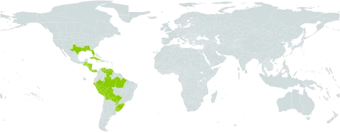 Paspalum minus world distribution map, present in Åland Islands, Belize, Bolivia (Plurinational State of), Brazil, Costa Rica, Cuba, Dominica, Guatemala, Honduras, Haiti, Jamaica, Nicaragua, Panama, Peru, Puerto Rico, Paraguay, Uruguay, United States of America, and Venezuela (Bolivarian Republic of)
