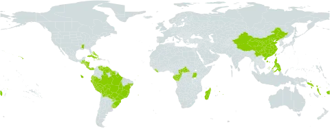 Paspalum paniculatum world distribution map, present in Bahamas, Belize, Bermuda, Bolivia (Plurinational State of), Brazil, Central African Republic, China, Congo, Cook Islands, Costa Rica, Cuba, Cayman Islands, Dominica, Ecuador, Fiji, Gabon, Guatemala, Guyana, Honduras, Haiti, Jamaica, Liberia, Madagascar, Mauritius, Nicaragua, Panama, Peru, Philippines, Puerto Rico, Paraguay, Réunion, Solomon Islands, Suriname, Seychelles, Taiwan, Province of China, Uganda, Uruguay, United States of America, Venezuela (Bolivarian Republic of), Vanuatu, Wallis and Futuna, and Samoa