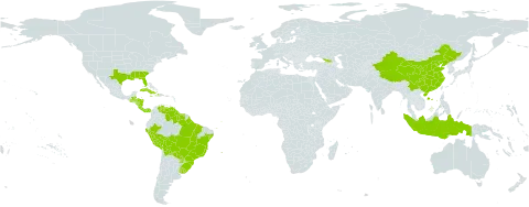 Paspalum plicatulum world distribution map, present in Åland Islands, Andorra, Belize, Bermuda, Bolivia (Plurinational State of), Brazil, China, Costa Rica, Cuba, Dominica, Georgia, Guatemala, Guyana, Honduras, Haiti, Indonesia, Jamaica, Nicaragua, Panama, Peru, Puerto Rico, Paraguay, Suriname, Uruguay, United States of America, Venezuela (Bolivarian Republic of), and Wallis and Futuna