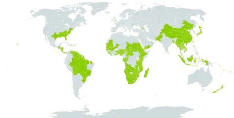 Paspalum scrobiculatum world distribution map, present in Angola, Åland Islands, Andorra, Benin, Burkina Faso, Bangladesh, Bolivia (Plurinational State of), Brazil, Botswana, Central African Republic, China, Congo, Cook Islands, Cabo Verde, Costa Rica, Djibouti, Dominica, Eritrea, Ethiopia, Fiji, Gabon, Georgia, Ghana, Guinea, Gambia, Guinea-Bissau, Guatemala, Guyana, Honduras, Haiti, Indonesia, Japan, Kenya, Lao People's Democratic Republic, Liberia, Moldova (Republic of), Madagascar, Mali, Myanmar, Mozambique, Mauritania, Mauritius, Namibia, Norfolk Island, Nigeria, Nicaragua, Nepal, Nauru, New Zealand, Pakistan, Panama, Pitcairn, Philippines, Puerto Rico, Réunion, Rwanda, Sudan, Senegal, Solomon Islands, Sierra Leone, Suriname, eSwatini, Seychelles, Chad, Togo, Thailand, Tokelau, Tonga, Taiwan, Province of China, Tanzania, United Republic of, Uganda, United States of America, Venezuela (Bolivarian Republic of), Viet Nam, Vanuatu, Wallis and Futuna, Samoa, Yemen, South Africa, Zambia, and Zimbabwe