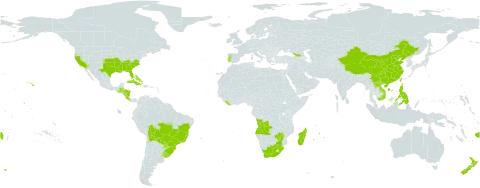 Paspalum urvillei world distribution map, present in Angola, Åland Islands, Bahamas, Belize, Bolivia (Plurinational State of), Brazil, China, Cook Islands, Costa Rica, Cuba, Fiji, Georgia, Guatemala, Honduras, Lao People's Democratic Republic, Liberia, Madagascar, Mauritius, Nicaragua, New Zealand, Philippines, Puerto Rico, Portugal, Paraguay, Réunion, eSwatini, Taiwan, Province of China, Uruguay, United States of America, Viet Nam, Samoa, South Africa, and Zimbabwe