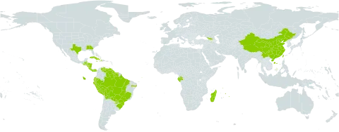 Paspalum virgatum world distribution map, present in Åland Islands, Belize, Bolivia (Plurinational State of), Brazil, China, Costa Rica, Cuba, Dominica, Ecuador, Gabon, Georgia, Guatemala, Guyana, Honduras, Haiti, Jamaica, Madagascar, Mauritius, Nicaragua, Panama, Peru, Puerto Rico, Paraguay, Réunion, Suriname, Taiwan, Province of China, United States of America, and Venezuela (Bolivarian Republic of)
