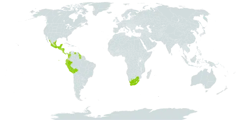 Passiflora coriacea world distribution map, present in Belize, Bolivia (Plurinational State of), Colombia, Costa Rica, Ecuador, Guatemala, Guyana, Honduras, Mexico, Nicaragua, Panama, Peru, El Salvador, Venezuela (Bolivarian Republic of), and South Africa