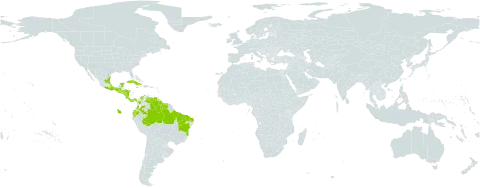 Pectis elongata world distribution map, present in Brazil, Colombia, Costa Rica, Cuba, Dominica, Ecuador, Grenada, Guatemala, French Guiana, Guyana, Honduras, Jamaica, Saint Lucia, Mexico, Martinique, Nicaragua, Panama, Puerto Rico, El Salvador, Suriname, Trinidad and Tobago, and Venezuela (Bolivarian Republic of)