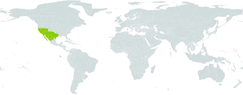 Pectis papposa world distribution map, present in Mexico and United States of America