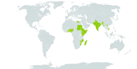 Pedalium murex world distribution map, present in Benin, Egypt, Ethiopia, Ghana, India, Kenya, Sri Lanka, Madagascar, Myanmar, Mozambique, Mayotte, Nigeria, Pakistan, Sudan, Somalia, Togo, Tanzania, United Republic of, and Viet Nam