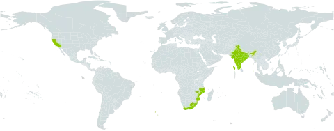 Pelargonium grossularioides (l.) l'hér. world distribution map, present in India, Lesotho, Mozambique, Saint Helena, Ascension and Tristan da Cunha, United States of America, and South Africa