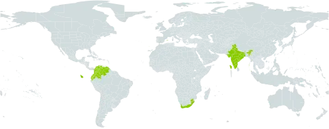 Pelargonium odoratissimum world distribution map, present in Colombia, Ecuador, Spain, India, Puerto Rico, Portugal, eSwatini, Venezuela (Bolivarian Republic of), and South Africa