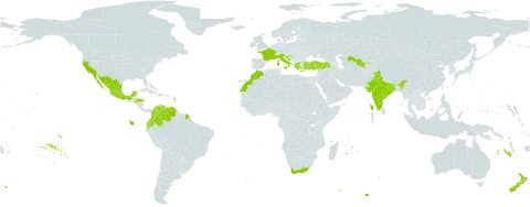 Pelargonium peltatum (l.) l'hér. world distribution map, present in Colombia, Ecuador, Spain, France, Greece, Honduras, Croatia, India, Italy, Morocco, Mexico, Mauritius, New Zealand, Puerto Rico, Portugal, Réunion, Turkey, United States of America, Uzbekistan, Venezuela (Bolivarian Republic of), and South Africa