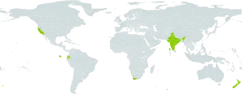 Pelargonium vitifolium (l.) l'hér. world distribution map, present in Ecuador, India, New Zealand, Portugal, United States of America, and South Africa