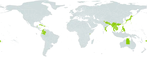 Pentapetes phoenicea world distribution map, present in Australia, Bangladesh, Belize, China, Colombia, Cuba, Dominican Republic, Fiji, Haiti, India, Japan, Kenya, Cambodia, Lao People's Democratic Republic, Sri Lanka, Myanmar, Malaysia, Nepal, Philippines, Puerto Rico, Thailand, Taiwan, Province of China, and Viet Nam