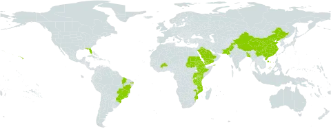 Pentas lanceolata world distribution map, present in Burkina Faso, Bangladesh, Brazil, China, Cook Islands, Comoros, Djibouti, Eritrea, Ethiopia, Kenya, Mozambique, Norfolk Island, Pakistan, Rwanda, Saudi Arabia, Sudan, Tanzania, United Republic of, Uganda, United States of America, and Yemen
