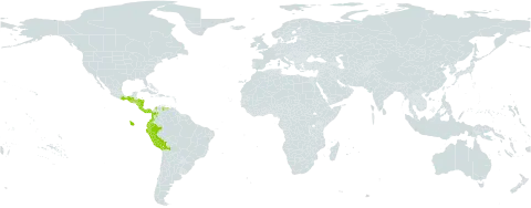 Peperomia heterophylla world distribution map, present in Bolivia (Plurinational State of), Colombia, Costa Rica, Ecuador, Guatemala, Honduras, Mexico, Nicaragua, Panama, Peru, and Venezuela (Bolivarian Republic of)