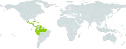 Peperomia maculosa world distribution map, present in Belize, Bolivia (Plurinational State of), Brazil, Colombia, Costa Rica, Cuba, Dominican Republic, Ecuador, Guatemala, Honduras, Haiti, Jamaica, Mexico, Nicaragua, Panama, Peru, Puerto Rico, and Venezuela (Bolivarian Republic of)