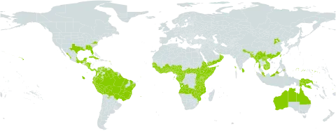 Peperomia pellucida world distribution map, present in Angola, American Samoa, Antigua and Barbuda, Australia, Burundi, Benin, Bonaire, Sint Eustatius and Saba, Burkina Faso, Bangladesh, Belize, Bolivia (Plurinational State of), Brazil, Barbados, Bhutan, Central African Republic, China, Côte d'Ivoire, Cameroon, Congo, Colombia, Costa Rica, Cuba, Dominica, Ecuador, Eritrea, Ethiopia, Fiji, Micronesia (Federated States of), Gabon, Ghana, Guinea, Guadeloupe, Guinea-Bissau, Equatorial Guinea, Grenada, French Guiana, Guam, Guyana, Honduras, Indonesia, India, Jamaica, Kenya, Cambodia, Lao People's Democratic Republic, Liberia, Saint Lucia, Sri Lanka, Mexico, Marshall Islands, Myanmar, Mozambique, Montserrat, Martinique, Malawi, Malaysia, Mayotte, Nigeria, Nicaragua, Nepal, Oman, Panama, Peru, Philippines, Palau, Papua New Guinea, Puerto Rico, Paraguay, Réunion, Rwanda, Senegal, Singapore, Sierra Leone, El Salvador, Somalia, South Sudan, Sao Tome and Principe, Suriname, Togo, Trinidad and Tobago, Taiwan, Province of China, Tanzania, United Republic of, Uganda, United States of America, Venezuela (Bolivarian Republic of), Viet Nam, Yemen, Zambia, and Zimbabwe