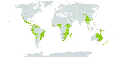 Peperomia tetraphylla world distribution map, present in Argentina, Australia, Burundi, Belize, Bolivia (Plurinational State of), Brazil, Bhutan, China, Cameroon, Colombia, Costa Rica, Cuba, Ecuador, Ethiopia, Guinea, Equatorial Guinea, Guatemala, Guyana, Honduras, Indonesia, India, Kenya, Liberia, Sri Lanka, Lesotho, Madagascar, Mexico, Myanmar, Mozambique, Mauritius, Malawi, Nigeria, Nicaragua, Nepal, New Zealand, Panama, Peru, Philippines, Papua New Guinea, Puerto Rico, Paraguay, Réunion, Rwanda, Sierra Leone, El Salvador, South Sudan, Sao Tome and Principe, eSwatini, Thailand, Taiwan, Province of China, Tanzania, United Republic of, Uganda, Uruguay, United States of America, Venezuela (Bolivarian Republic of), Viet Nam, South Africa, Zambia, and Zimbabwe