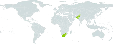 Pergularia daemia world distribution map, present in Pakistan and South Africa