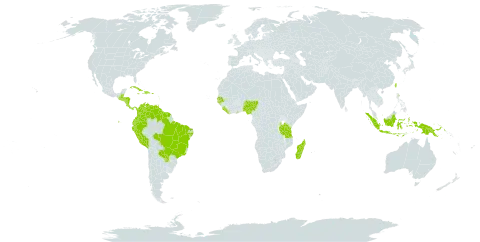 Periandra coccinea world distribution map, present in Bonaire, Sint Eustatius and Saba, Belize, Brazil, Colombia, Costa Rica, Cuba, Dominican Republic, Ecuador, Ghana, Guadeloupe, Guinea-Bissau, Guatemala, French Guiana, Guyana, Honduras, Haiti, Indonesia, Jamaica, Liberia, Madagascar, Martinique, Nigeria, Nicaragua, Panama, Peru, Papua New Guinea, Puerto Rico, Paraguay, Senegal, Singapore, Sierra Leone, El Salvador, Suriname, Trinidad and Tobago, Taiwan, Province of China, Tanzania, United Republic of, and Venezuela (Bolivarian Republic of)