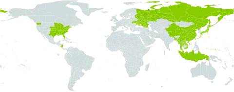 Perilla world distribution map, present in Åland Islands, Bangladesh, China, Micronesia (Federated States of), Georgia, Indonesia, Japan, Lao People's Democratic Republic, Myanmar, Malaysia, Nicaragua, Nepal, Korea (Democratic People's Republic of), Russian Federation, Thailand, Taiwan, Province of China, Ukraine, United States of America, and Viet Nam