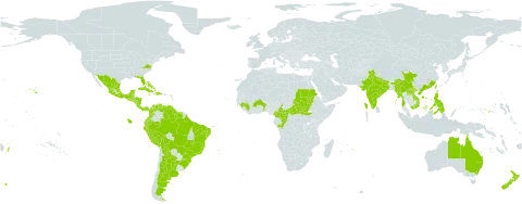 Persea americana world distribution map, present in Argentina, Antigua and Barbuda, Australia, Benin, Burkina Faso, Bahamas, Belize, Bolivia (Plurinational State of), Brazil, Central African Republic, China, Cameroon, Congo, Cook Islands, Colombia, Costa Rica, Cuba, Dominica, Dominican Republic, Ecuador, Fiji, Micronesia (Federated States of), Guinea, Guadeloupe, Equatorial Guinea, Guatemala, French Guiana, Guyana, Honduras, Haiti, India, Jamaica, Lao People's Democratic Republic, Mexico, Myanmar, Montserrat, Mauritius, Nicaragua, Niue, Nepal, New Zealand, Panama, Peru, Philippines, Puerto Rico, Réunion, Sudan, El Salvador, South Sudan, Sao Tome and Principe, Suriname, Tonga, Trinidad and Tobago, Taiwan, Province of China, United States of America, Venezuela (Bolivarian Republic of), and Viet Nam