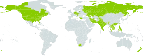 Persicaria lapathifolia world distribution map, present in Afghanistan, Armenia, Austria, Azerbaijan, Canada, China, Czech Republic, Germany, France, Georgia, Greece, Croatia, Indonesia, India, Iran (Islamic Republic of), Kazakhstan, Cambodia, Lao People's Democratic Republic, Sri Lanka, Myanmar, Malaysia, New Zealand, Pakistan, Philippines, Russian Federation, Slovakia, Thailand, Tajikistan, Taiwan, Province of China, United States of America, Viet Nam, and South Africa